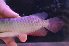 画像7: 【淡水魚】【通販】セレクト個体 証明書付き 藍底過背金龍(ブキメラブルー)登録番号250-003044【個体販売】(熱帯魚)NKO(熱帯魚)NKO (7)