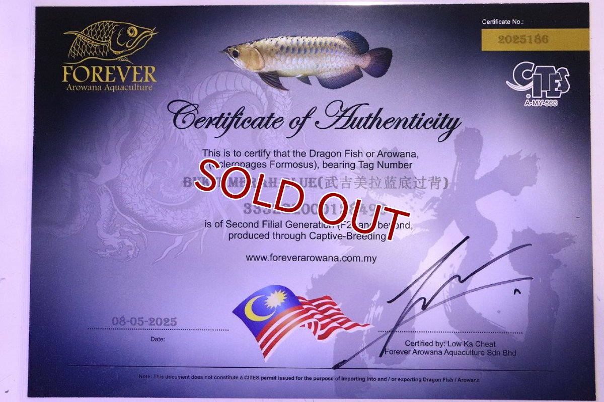画像8: 【淡水魚】【通販】【20％OFF済生体】セレクト個体 証明書付き 藍底過背金龍(ブキメラブルー)登録番号250-003044【個体販売】【アジアアロワナ】(生体)(熱帯魚)NKO(熱帯魚)NKO (8)