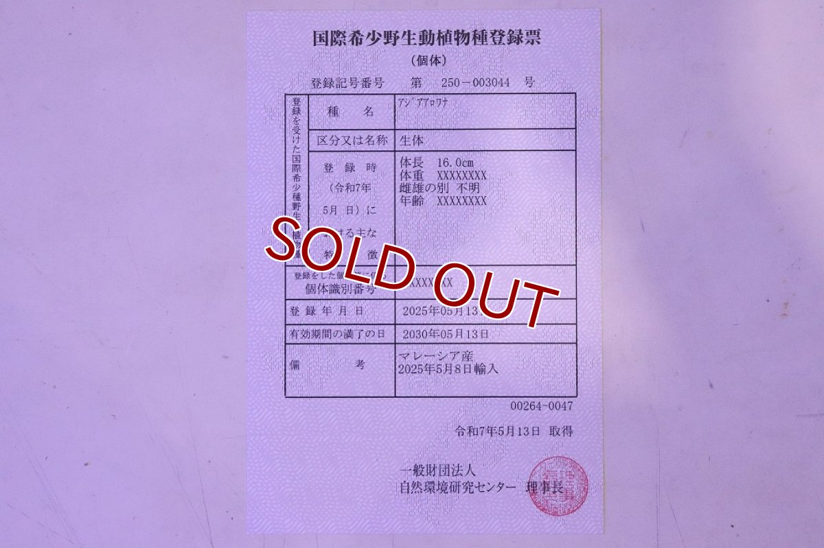 画像9: 【淡水魚】【通販】【20％OFF済生体】セレクト個体 証明書付き 藍底過背金龍(ブキメラブルー)登録番号250-003044【個体販売】【アジアアロワナ】(生体)(熱帯魚)NKO(熱帯魚)NKO (9)