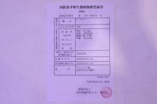 画像9: 【淡水魚】【通販】セレクト個体 証明書付き 藍底過背金龍(ブキメラブルー)登録番号250-003044【個体販売】(熱帯魚)NKO(熱帯魚)NKO (9)