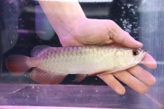 画像1: 【淡水魚】【通販】セレクト個体 証明書付き 過背金龍(ブキメラゴールド)登録番号250-003011【個体販売】(熱帯魚)NKO(熱帯魚)NKO (1)