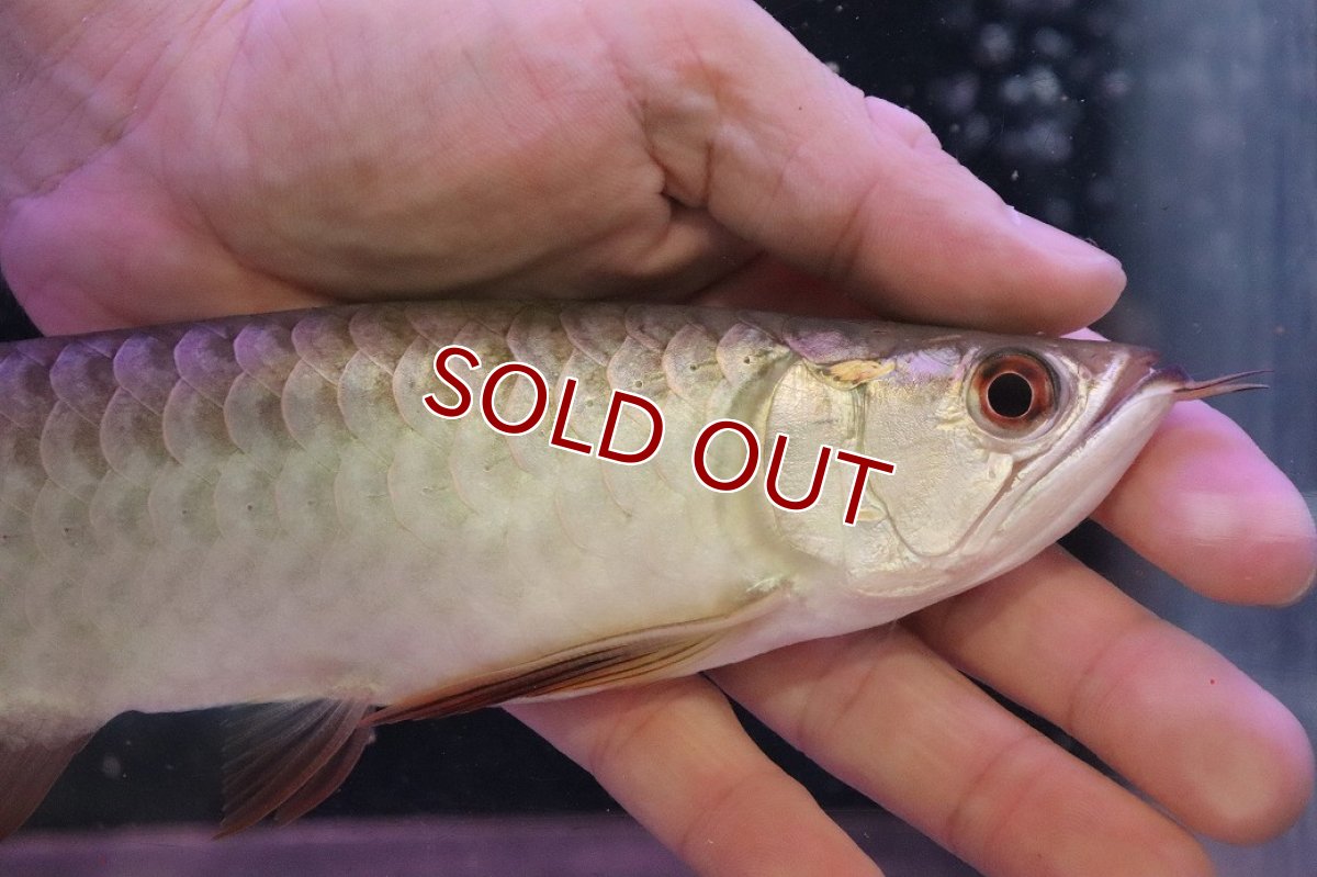 画像2: 【淡水魚】【通販】セレクト個体 証明書付き 過背金龍(ブキメラゴールド)登録番号250-003011【個体販売】【アジアアロワナ】(生体)(熱帯魚)NKO(熱帯魚)NKO (2)