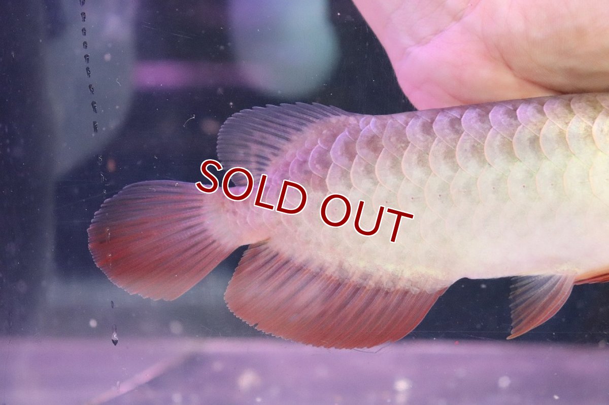 画像3: 【淡水魚】【通販】セレクト個体 証明書付き 過背金龍(ブキメラゴールド)登録番号250-003011【個体販売】【アジアアロワナ】(生体)(熱帯魚)NKO(熱帯魚)NKO (3)