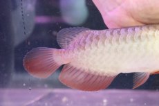 画像3: 【淡水魚】【通販】セレクト個体 証明書付き 過背金龍(ブキメラゴールド)登録番号250-003011【個体販売】(熱帯魚)NKO(熱帯魚)NKO (3)