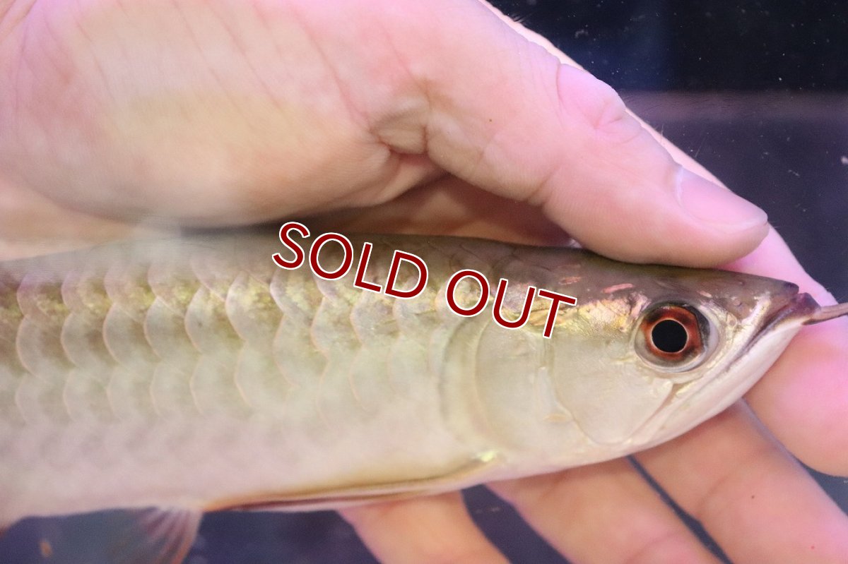 画像4: 【淡水魚】【通販】セレクト個体 証明書付き 過背金龍(ブキメラゴールド)登録番号250-003011【個体販売】【アジアアロワナ】(生体)(熱帯魚)NKO(熱帯魚)NKO (4)