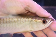 画像4: 【淡水魚】【通販】セレクト個体 証明書付き 過背金龍(ブキメラゴールド)登録番号250-003011【個体販売】(熱帯魚)NKO(熱帯魚)NKO (4)