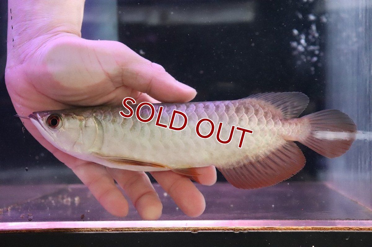 画像5: 【淡水魚】【通販】セレクト個体 証明書付き 過背金龍(ブキメラゴールド)登録番号250-003011【個体販売】【アジアアロワナ】(生体)(熱帯魚)NKO(熱帯魚)NKO (5)