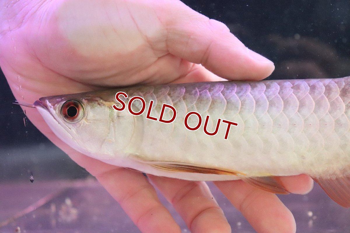 画像6: 【淡水魚】【通販】セレクト個体 証明書付き 過背金龍(ブキメラゴールド)登録番号250-003011【個体販売】【アジアアロワナ】(生体)(熱帯魚)NKO(熱帯魚)NKO (6)