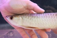 画像6: 【淡水魚】【通販】セレクト個体 証明書付き 過背金龍(ブキメラゴールド)登録番号250-003011【個体販売】(熱帯魚)NKO(熱帯魚)NKO (6)