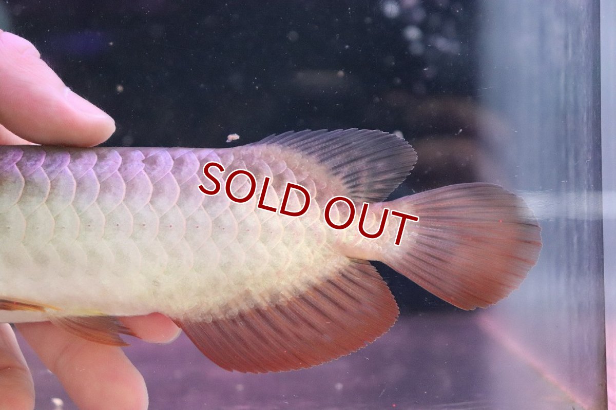 画像7: 【淡水魚】【通販】セレクト個体 証明書付き 過背金龍(ブキメラゴールド)登録番号250-003011【個体販売】【アジアアロワナ】(生体)(熱帯魚)NKO(熱帯魚)NKO (7)