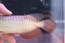 画像7: 【淡水魚】【通販】セレクト個体 証明書付き 過背金龍(ブキメラゴールド)登録番号250-003011【個体販売】(熱帯魚)NKO(熱帯魚)NKO (7)
