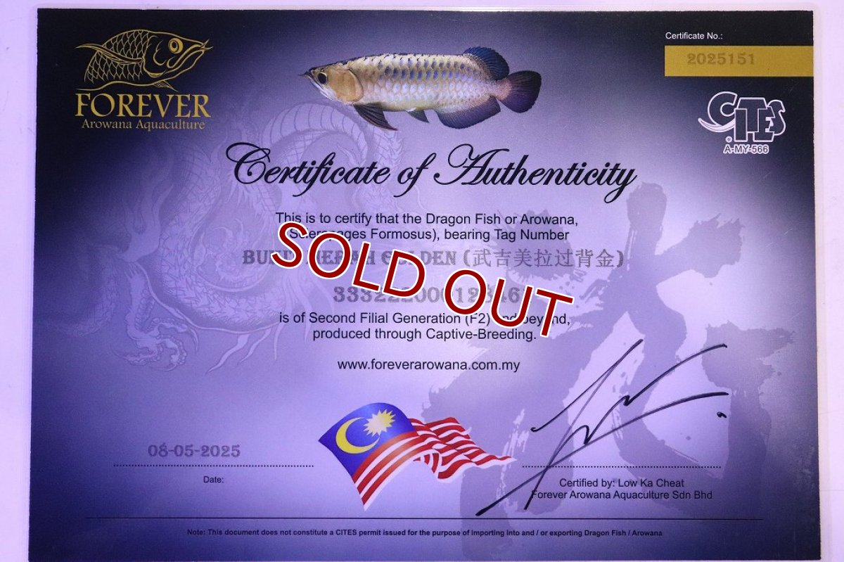 画像8: 【淡水魚】【通販】セレクト個体 証明書付き 過背金龍(ブキメラゴールド)登録番号250-003011【個体販売】【アジアアロワナ】(生体)(熱帯魚)NKO(熱帯魚)NKO (8)