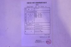 画像9: 【淡水魚】【通販】セレクト個体 証明書付き 過背金龍(ブキメラゴールド)登録番号250-003011【個体販売】(熱帯魚)NKO(熱帯魚)NKO (9)