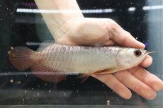 画像1: 【淡水魚】【通販】セレクト個体 証明書付き 過背金龍(ブキメラゴールド)登録番号250-003018【個体販売】【アジアアロワナ】(生体)(熱帯魚)NKO(熱帯魚)NKO (1)
