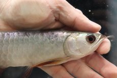 画像2: 【淡水魚】【通販】セレクト個体 証明書付き 過背金龍(ブキメラゴールド)登録番号250-003018【個体販売】【アジアアロワナ】(生体)(熱帯魚)NKO(熱帯魚)NKO (2)