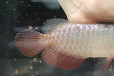 画像3: 【淡水魚】【通販】セレクト個体 証明書付き 過背金龍(ブキメラゴールド)登録番号250-003018【個体販売】【アジアアロワナ】(生体)(熱帯魚)NKO(熱帯魚)NKO (3)