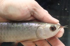 画像4: 【淡水魚】【通販】セレクト個体 証明書付き 過背金龍(ブキメラゴールド)登録番号250-003018【個体販売】【アジアアロワナ】(生体)(熱帯魚)NKO(熱帯魚)NKO (4)