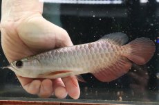 画像5: 【淡水魚】【通販】セレクト個体 証明書付き 過背金龍(ブキメラゴールド)登録番号250-003018【個体販売】【アジアアロワナ】(生体)(熱帯魚)NKO(熱帯魚)NKO (5)
