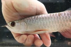 画像6: 【淡水魚】【通販】セレクト個体 証明書付き 過背金龍(ブキメラゴールド)登録番号250-003018【個体販売】【アジアアロワナ】(生体)(熱帯魚)NKO(熱帯魚)NKO (6)