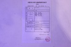 画像9: 【淡水魚】【通販】セレクト個体 証明書付き 過背金龍(ブキメラゴールド)登録番号250-003018【個体販売】【アジアアロワナ】(生体)(熱帯魚)NKO(熱帯魚)NKO (9)