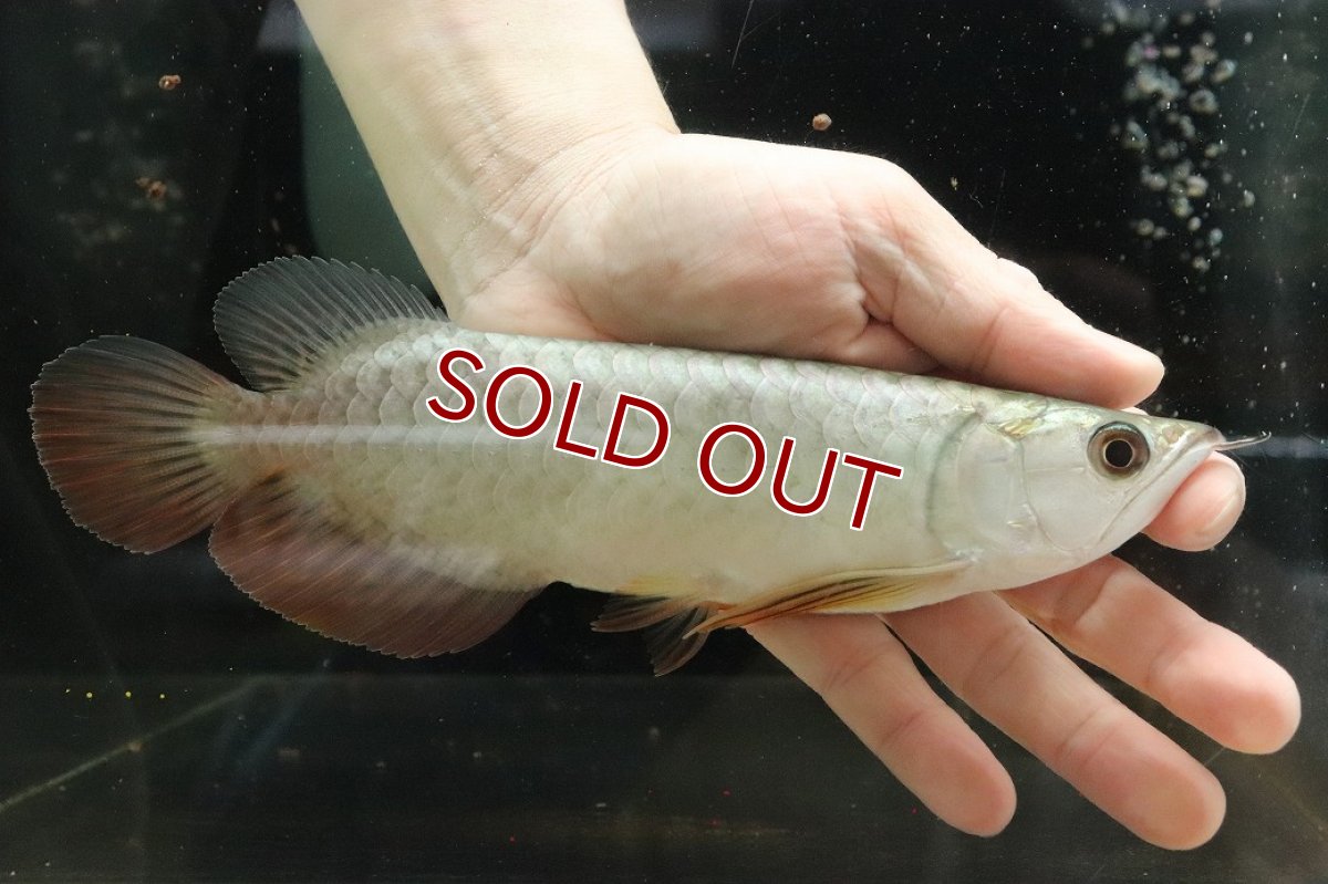 画像1: 【淡水魚】【通販】【20％OFF済生体】セレクト個体 証明書付き 過背金龍(クロスバッグゴールデン)登録番号250-003021【個体販売】【アジアアロワナ】(生体)(熱帯魚)NKO(熱帯魚)NKO (1)