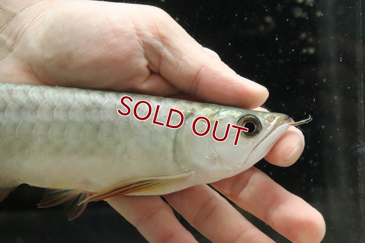 画像2: 【淡水魚】【通販】【20％OFF済生体】セレクト個体 証明書付き 過背金龍(クロスバッグゴールデン)登録番号250-003021【個体販売】【アジアアロワナ】(生体)(熱帯魚)NKO(熱帯魚)NKO (2)