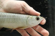 画像2: 【淡水魚】【通販】セレクト個体 証明書付き 過背金龍(クロスバッグゴールデン)登録番号250-003021【個体販売】【アジアアロワナ】(生体)(熱帯魚)NKO(熱帯魚)NKO (2)