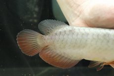 画像3: 【淡水魚】【通販】セレクト個体 証明書付き 過背金龍(クロスバッグゴールデン)登録番号250-003021【個体販売】【アジアアロワナ】(生体)(熱帯魚)NKO(熱帯魚)NKO (3)