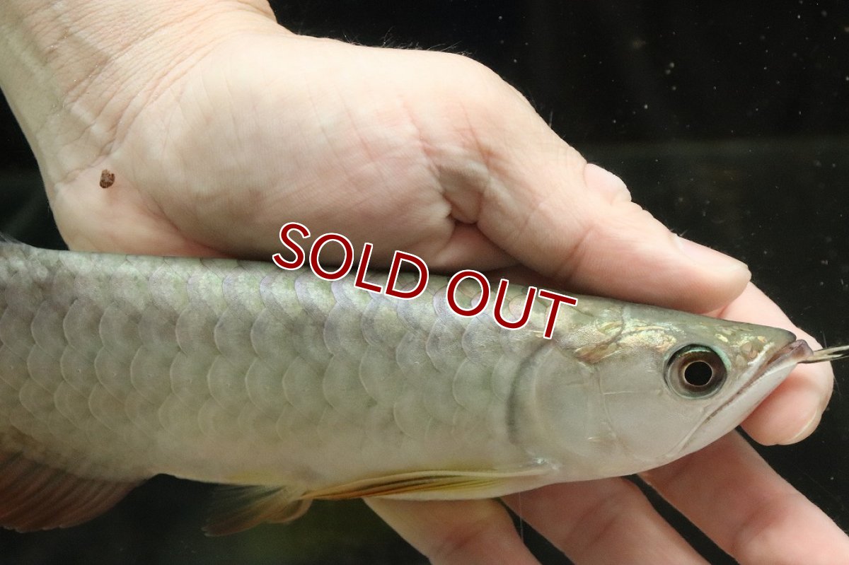 画像4: 【淡水魚】【通販】【20％OFF済生体】セレクト個体 証明書付き 過背金龍(クロスバッグゴールデン)登録番号250-003021【個体販売】【アジアアロワナ】(生体)(熱帯魚)NKO(熱帯魚)NKO (4)