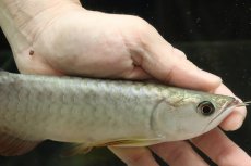 画像4: 【淡水魚】【通販】セレクト個体 証明書付き 過背金龍(クロスバッグゴールデン)登録番号250-003021【個体販売】【アジアアロワナ】(生体)(熱帯魚)NKO(熱帯魚)NKO (4)