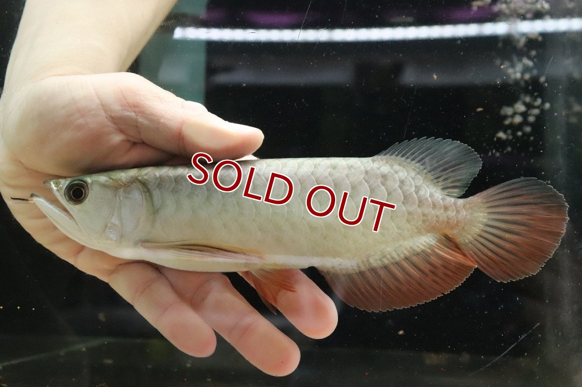 画像5: 【淡水魚】【通販】【20％OFF済生体】セレクト個体 証明書付き 過背金龍(クロスバッグゴールデン)登録番号250-003021【個体販売】【アジアアロワナ】(生体)(熱帯魚)NKO(熱帯魚)NKO (5)