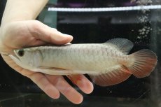 画像5: 【淡水魚】【通販】セレクト個体 証明書付き 過背金龍(クロスバッグゴールデン)登録番号250-003021【個体販売】【アジアアロワナ】(生体)(熱帯魚)NKO(熱帯魚)NKO (5)