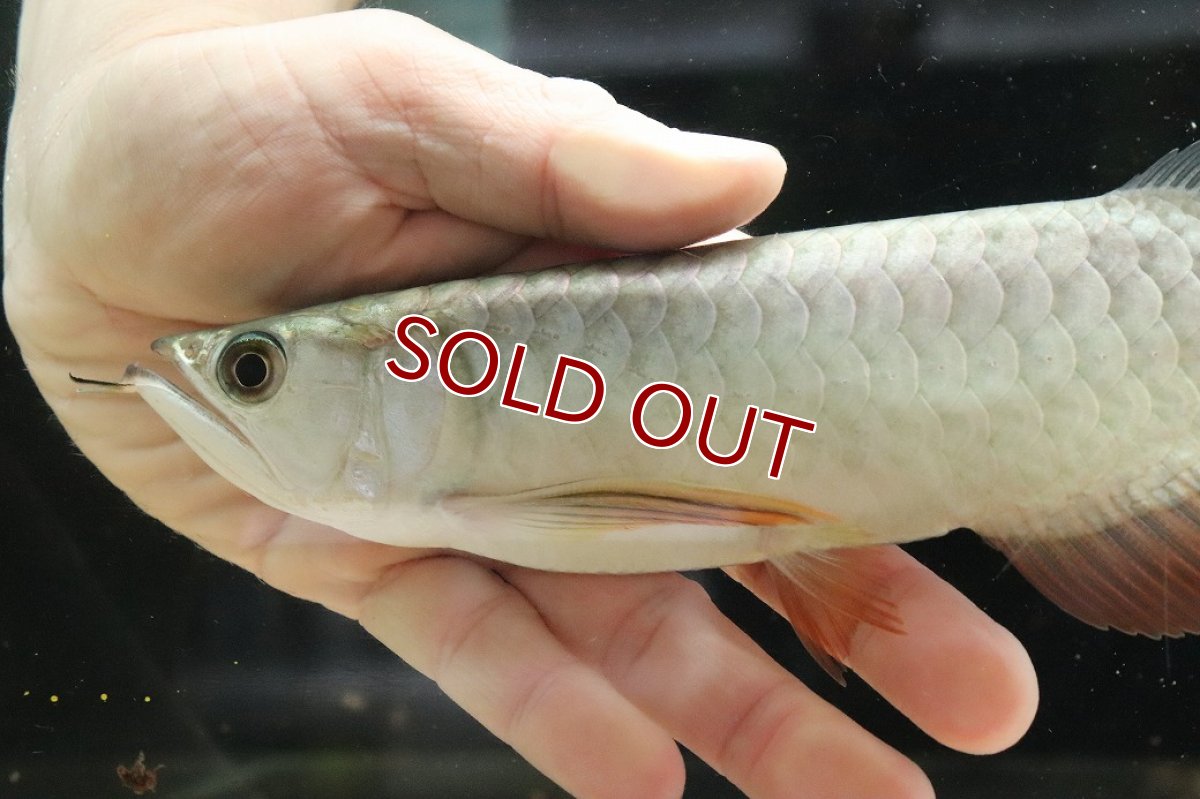 画像6: 【淡水魚】【通販】【20％OFF済生体】セレクト個体 証明書付き 過背金龍(クロスバッグゴールデン)登録番号250-003021【個体販売】【アジアアロワナ】(生体)(熱帯魚)NKO(熱帯魚)NKO (6)