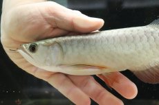 画像6: 【淡水魚】【通販】セレクト個体 証明書付き 過背金龍(クロスバッグゴールデン)登録番号250-003021【個体販売】【アジアアロワナ】(生体)(熱帯魚)NKO(熱帯魚)NKO (6)
