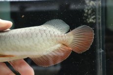 画像7: 【淡水魚】【通販】セレクト個体 証明書付き 過背金龍(クロスバッグゴールデン)登録番号250-003021【個体販売】【アジアアロワナ】(生体)(熱帯魚)NKO(熱帯魚)NKO (7)