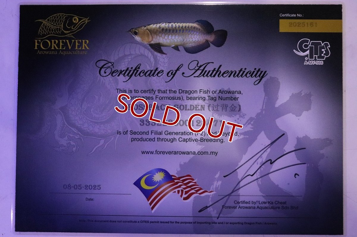 画像8: 【淡水魚】【通販】【20％OFF済生体】セレクト個体 証明書付き 過背金龍(クロスバッグゴールデン)登録番号250-003021【個体販売】【アジアアロワナ】(生体)(熱帯魚)NKO(熱帯魚)NKO (8)