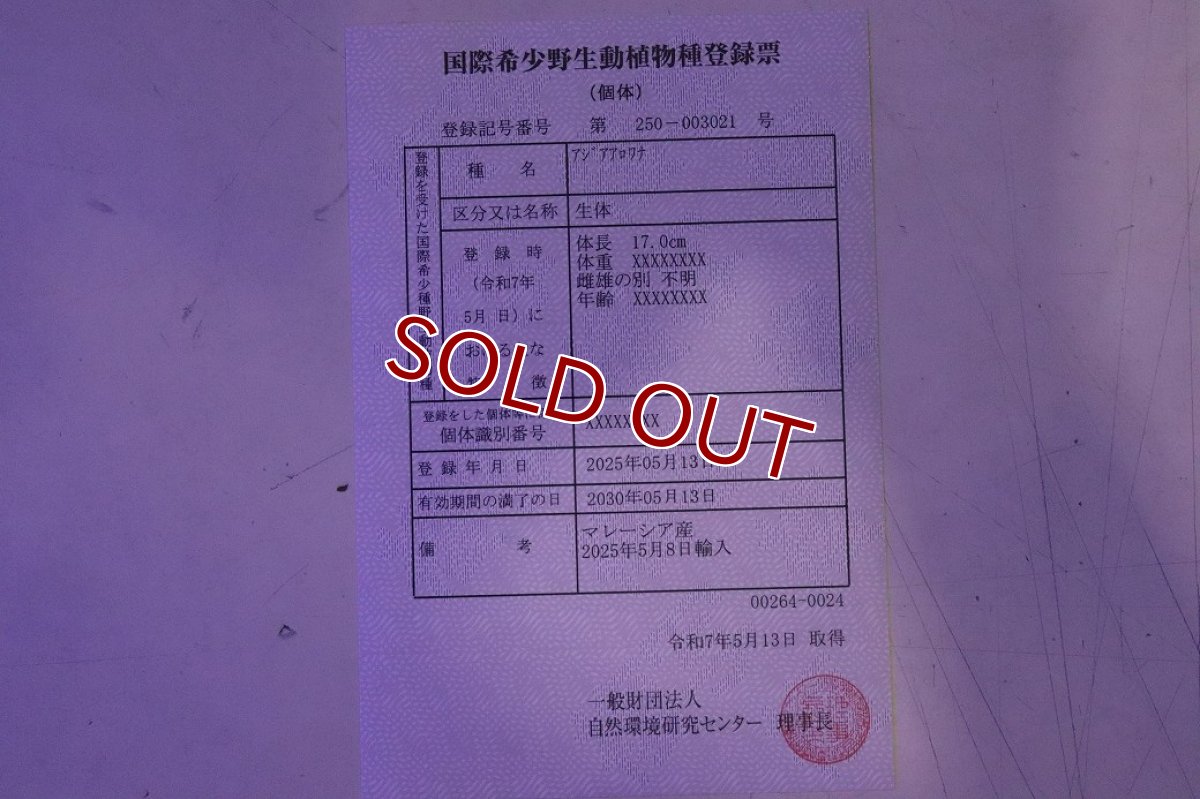 画像9: 【淡水魚】【通販】【20％OFF済生体】セレクト個体 証明書付き 過背金龍(クロスバッグゴールデン)登録番号250-003021【個体販売】【アジアアロワナ】(生体)(熱帯魚)NKO(熱帯魚)NKO (9)