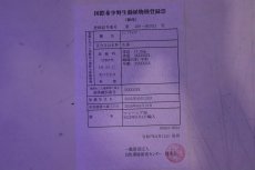 画像9: 【淡水魚】【通販】セレクト個体 証明書付き 過背金龍(クロスバッグゴールデン)登録番号250-003021【個体販売】【アジアアロワナ】(生体)(熱帯魚)NKO(熱帯魚)NKO (9)
