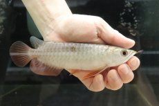 画像1: 【淡水魚】【通販】セレクト個体 証明書付き 過背金龍(クロスバッグゴールデン)登録番号250-003024【個体販売】(熱帯魚)NKO(熱帯魚)NKO (1)