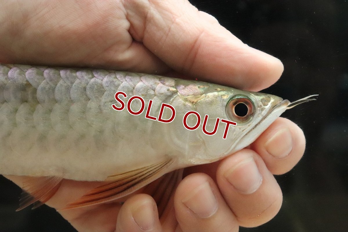 画像2: 【淡水魚】【通販】セレクト個体 証明書付き 過背金龍(クロスバッグゴールデン)登録番号250-003024【個体販売】【アジアアロワナ】(生体)(熱帯魚)NKO(熱帯魚)NKO (2)