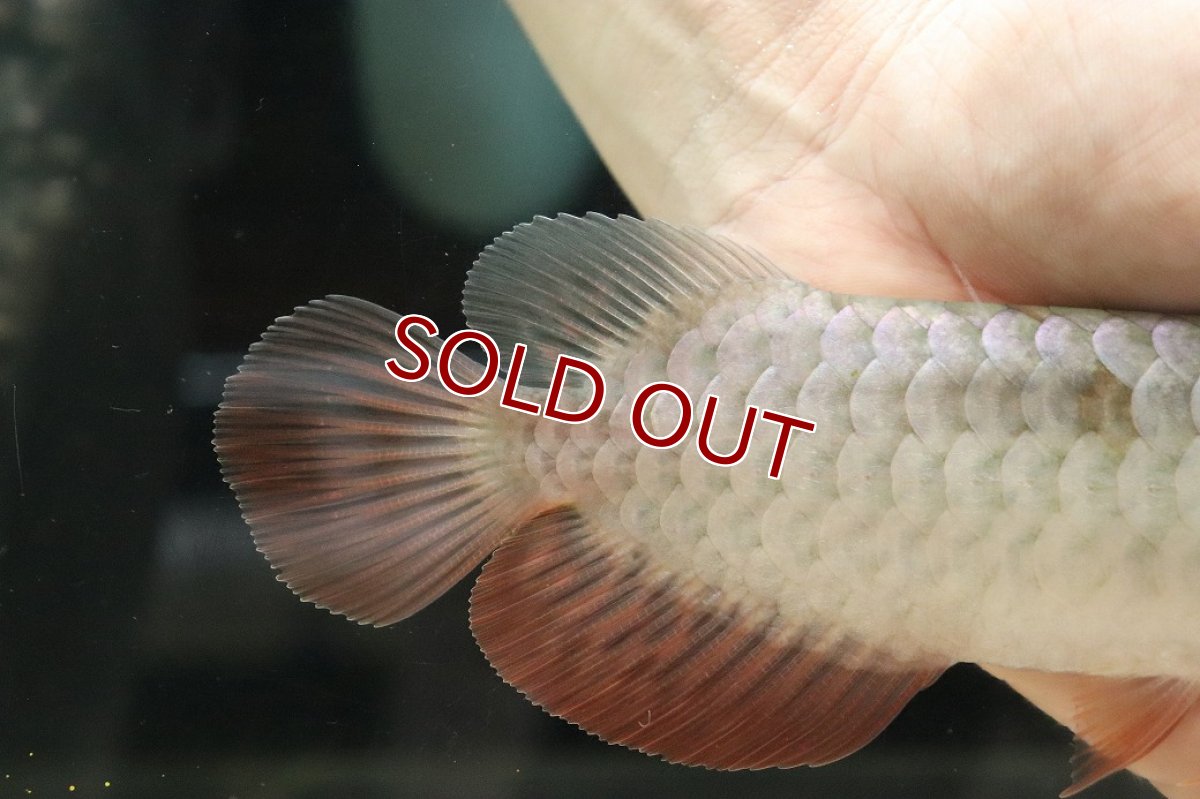 画像3: 【淡水魚】【通販】セレクト個体 証明書付き 過背金龍(クロスバッグゴールデン)登録番号250-003024【個体販売】【アジアアロワナ】(生体)(熱帯魚)NKO(熱帯魚)NKO (3)