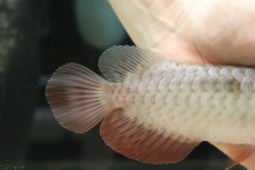 画像3: 【淡水魚】【通販】セレクト個体 証明書付き 過背金龍(クロスバッグゴールデン)登録番号250-003024【個体販売】(熱帯魚)NKO(熱帯魚)NKO (3)