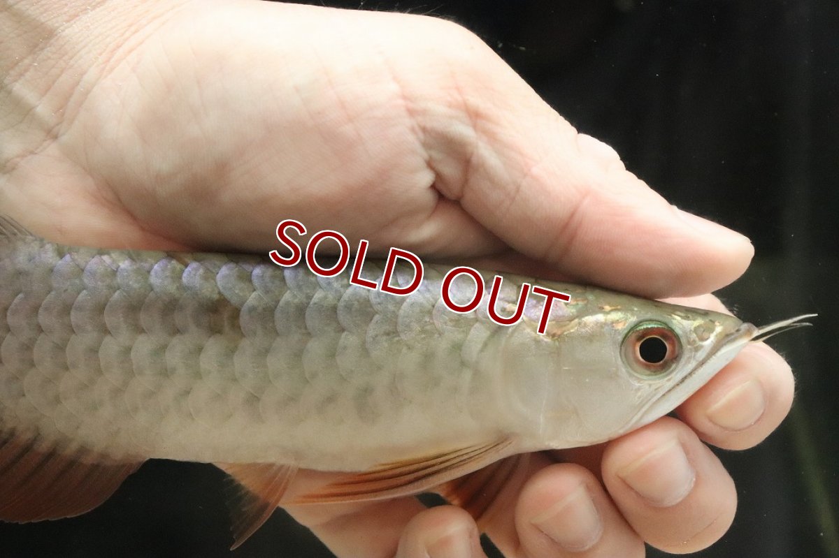 画像4: 【淡水魚】【通販】セレクト個体 証明書付き 過背金龍(クロスバッグゴールデン)登録番号250-003024【個体販売】【アジアアロワナ】(生体)(熱帯魚)NKO(熱帯魚)NKO (4)