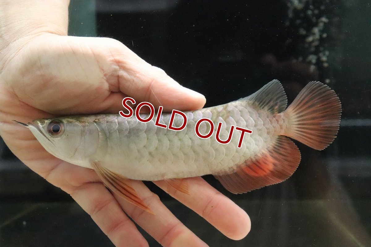 画像5: 【淡水魚】【通販】セレクト個体 証明書付き 過背金龍(クロスバッグゴールデン)登録番号250-003024【個体販売】【アジアアロワナ】(生体)(熱帯魚)NKO(熱帯魚)NKO (5)