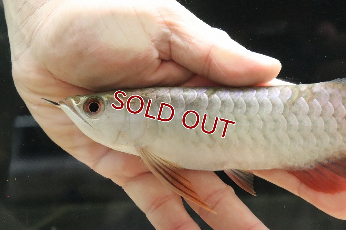 画像6: 【淡水魚】【通販】セレクト個体 証明書付き 過背金龍(クロスバッグゴールデン)登録番号250-003024【個体販売】【アジアアロワナ】(生体)(熱帯魚)NKO(熱帯魚)NKO (6)