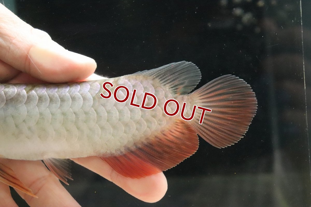 画像7: 【淡水魚】【通販】セレクト個体 証明書付き 過背金龍(クロスバッグゴールデン)登録番号250-003024【個体販売】【アジアアロワナ】(生体)(熱帯魚)NKO(熱帯魚)NKO (7)