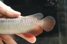 画像7: 【淡水魚】【通販】セレクト個体 証明書付き 過背金龍(クロスバッグゴールデン)登録番号250-003024【個体販売】(熱帯魚)NKO(熱帯魚)NKO (7)