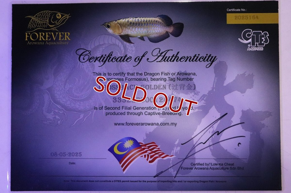 画像8: 【淡水魚】【通販】セレクト個体 証明書付き 過背金龍(クロスバッグゴールデン)登録番号250-003024【個体販売】【アジアアロワナ】(生体)(熱帯魚)NKO(熱帯魚)NKO (8)
