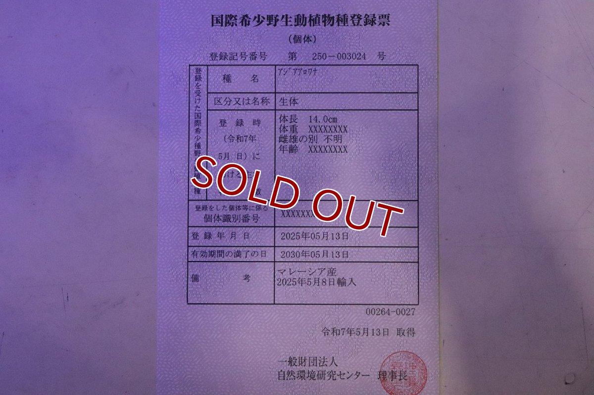 画像9: 【淡水魚】【通販】セレクト個体 証明書付き 過背金龍(クロスバッグゴールデン)登録番号250-003024【個体販売】【アジアアロワナ】(生体)(熱帯魚)NKO(熱帯魚)NKO (9)