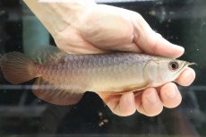 画像1: 【淡水魚】【通販】セレクト個体 証明書付き 過背金龍(クロスバッグゴールデン)登録番号250-001239【個体販売】(熱帯魚)NKO(熱帯魚)NKO (1)